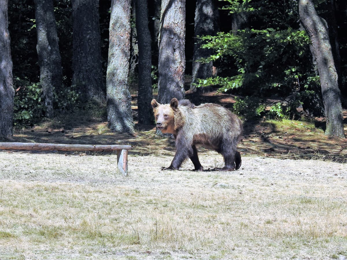 A Carpathian brown bear walking through a forest clearing